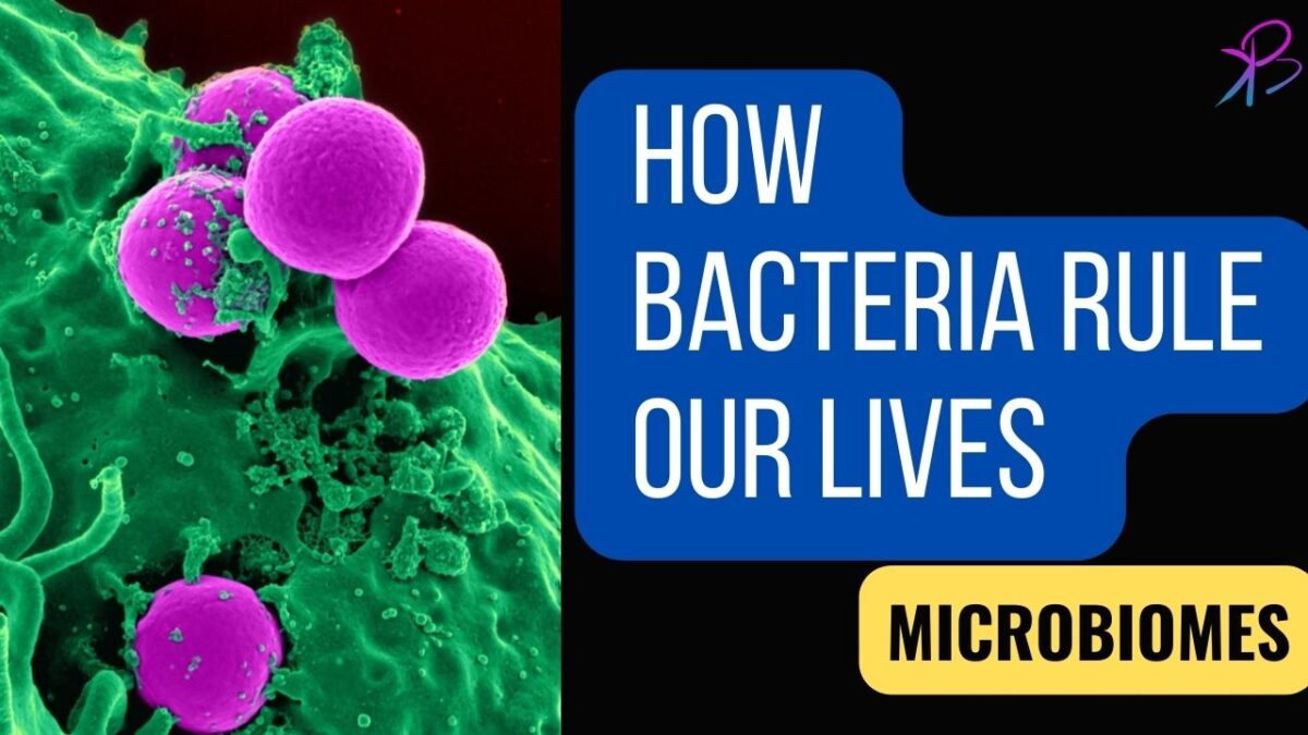 The Fascinating World of Microbiomes : How Bacteria Rule Our Lives