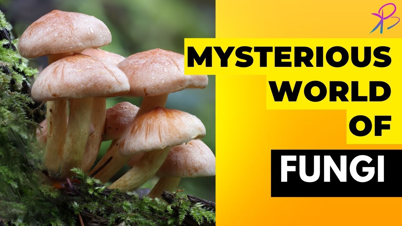 The Mysterious World Of Fungi: Their Role In Nature And Medicine ...