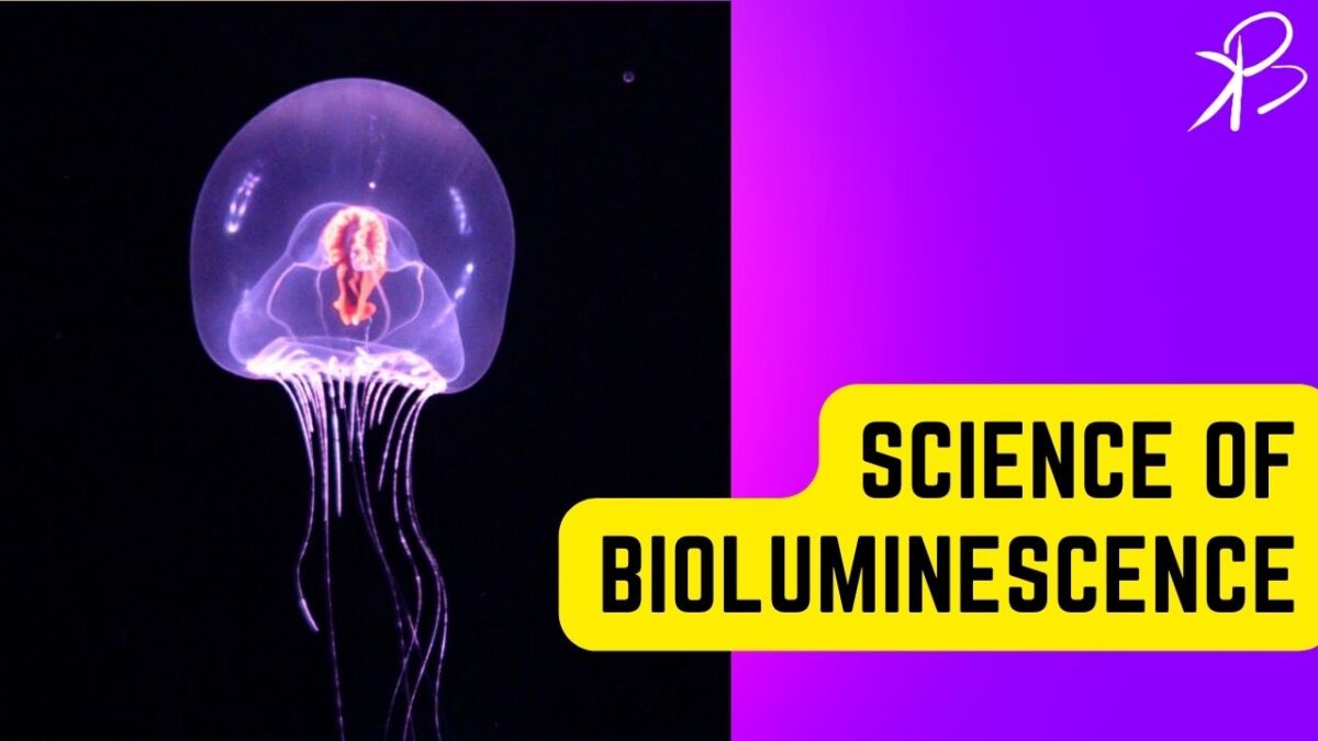 The Amazing Science of Bioluminescence : Nature's Living Light